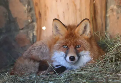 У лисы из Ленинградского зоопарка появился официальный опекун