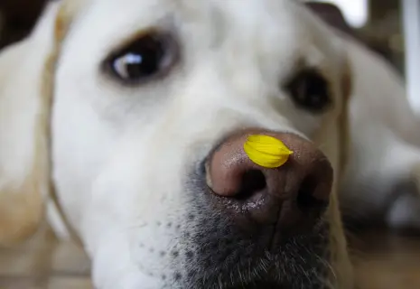 Чуткий нос и холодный алгоритм. Как собаки и ИИ вместе находят рак