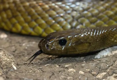 Яд на вес золота. Как змеи стали частью биотеха