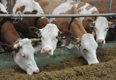 «ЭкоНива» присматривается к «Детскосельскому»