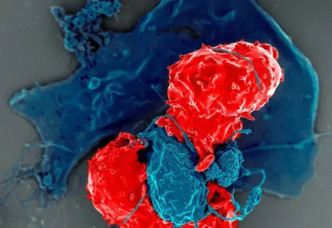 Нобелевской премии по физиологии и медицине 2025 года удостоились открытия, касающиеся иммунной толерантности