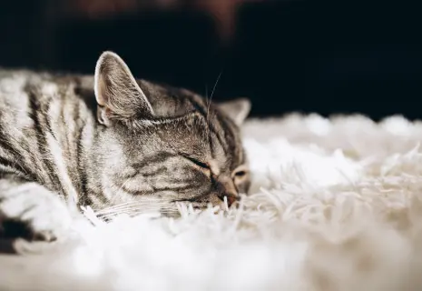 Среди петербуржцев 19,15% — «совы»