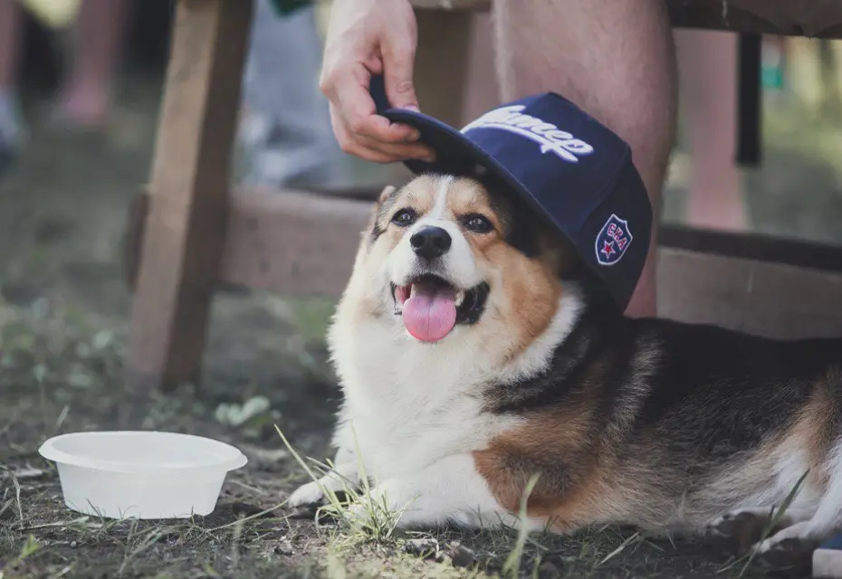В Петербурге приняли новые правила для владельцев собак
