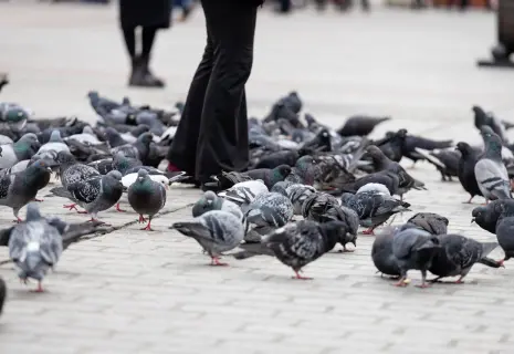 В Петербурге депутаты собираются запретить кормить голубей возле памятников