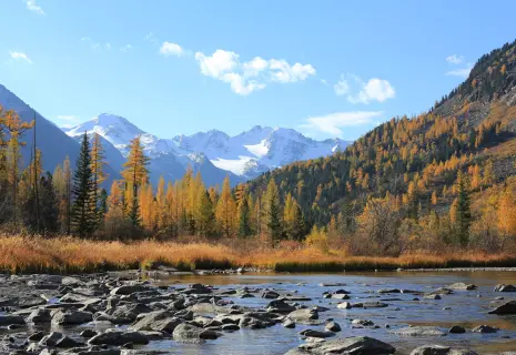 В деле о захвате земли петербуржцев на Алтае разберется глава Следственного комитета