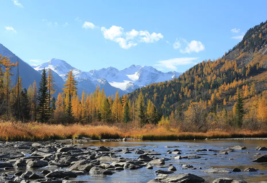 В деле о захвате земли петербуржцев на Алтае разберется глава Следственного комитета