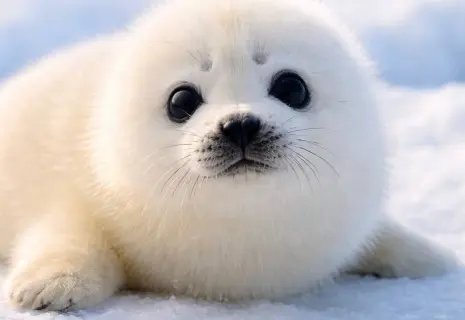 На Ладожском озере спасли детеныша нерпы