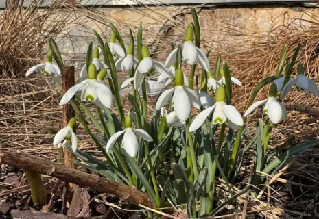 Ботанический сад Петербурга украсили распустившиеся из-за тепла первоцветы