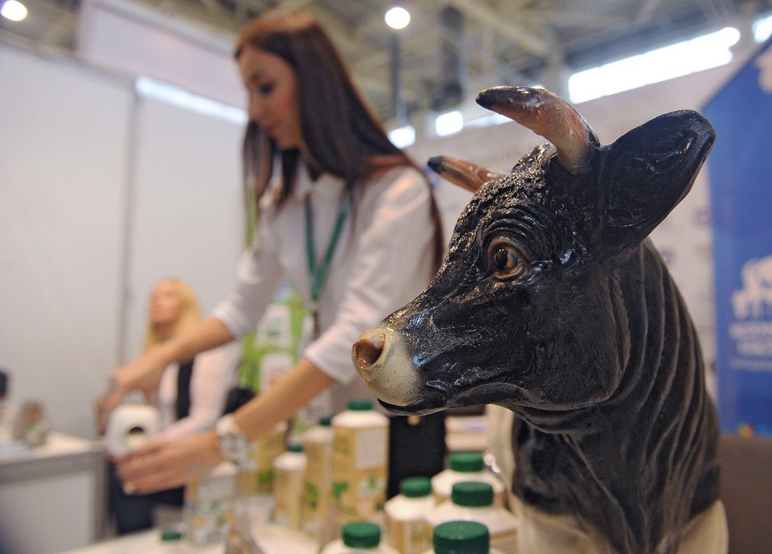 Эксперты о снижении себестоимости молока: «Пальмовый жир в кормах — это архаизм»