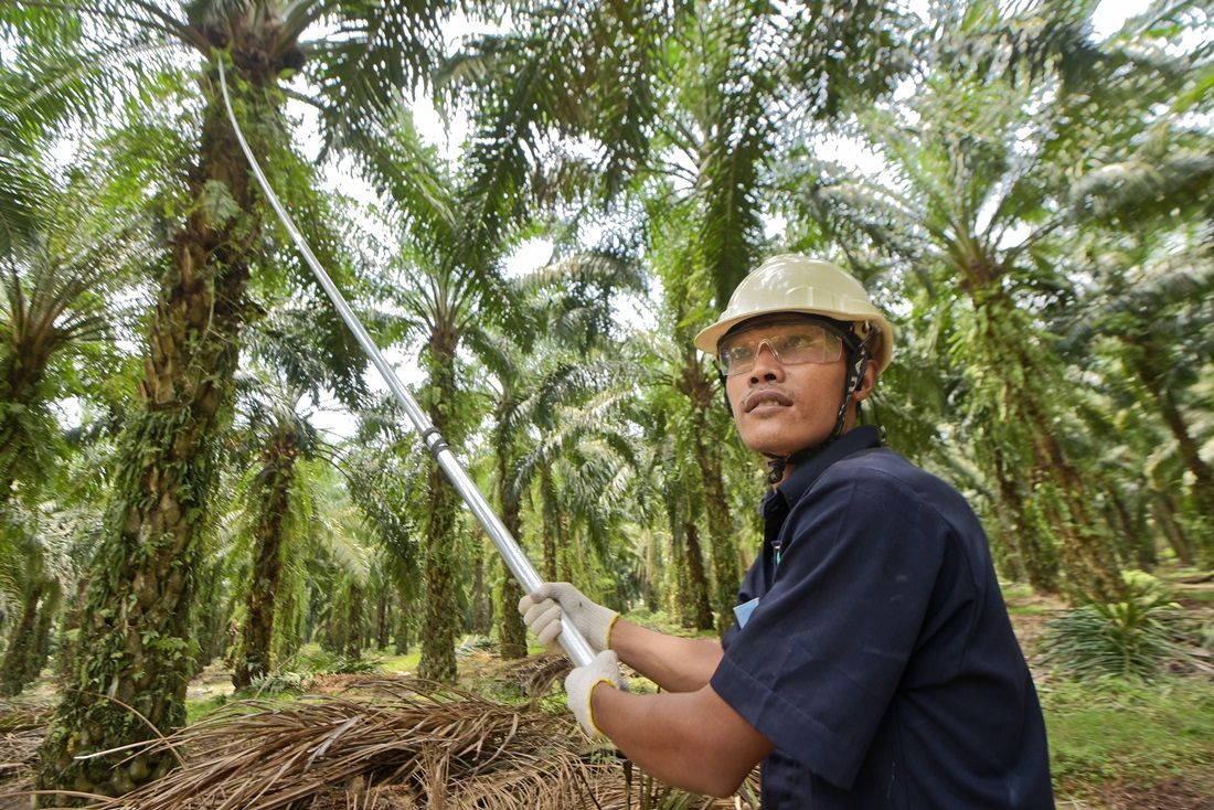 Зачем пальмовому маслу повышают НДС    