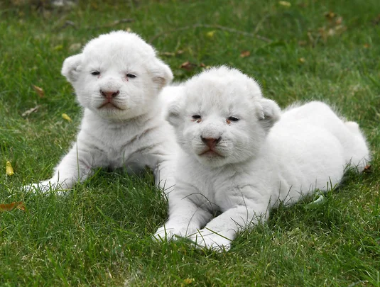 В крымском парке львов "Тайган" родились две белые львицы