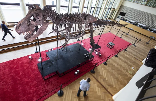 Скелет тираннозавра рекса продан на аукционе в Швейцарии за $5,3 млн