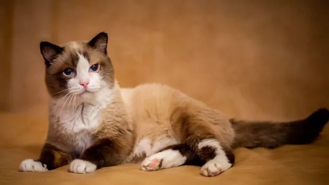 В возрасте 26 лет умер кот, попавший в Книгу рекордов России, как самый старый в стране