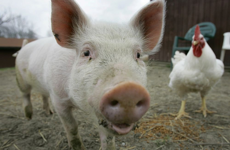 Свинина против курятины. В России меняется спрос на разные виды мяса