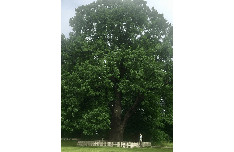 Древний дуб с Елагина острова в Петербурга попал в список претендентов на звание "дерево года" в России