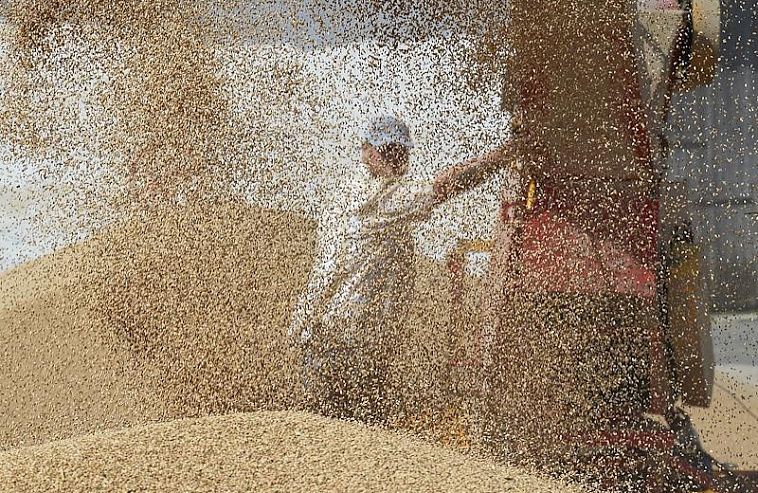 Кому и рис сухой — малина. Зерновой кризис-2022 в фокусе мировой прессы