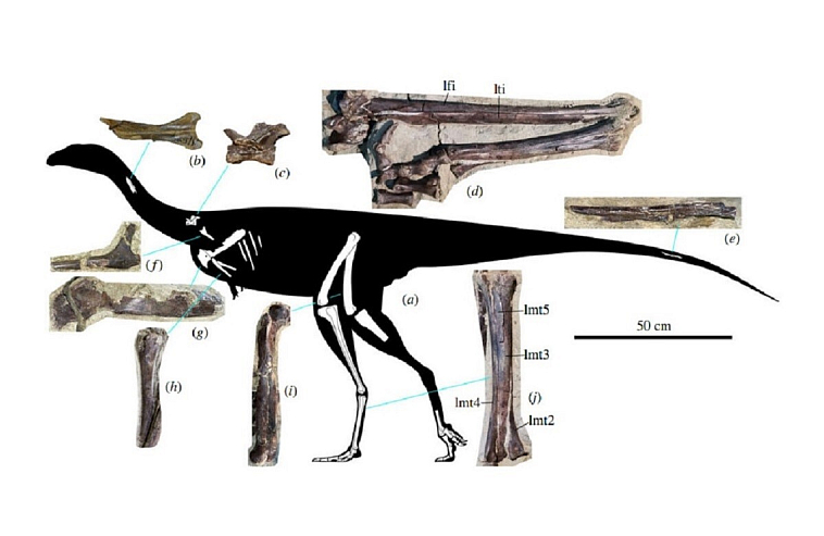 Ученые СПбГУ описали новый вид динозавров