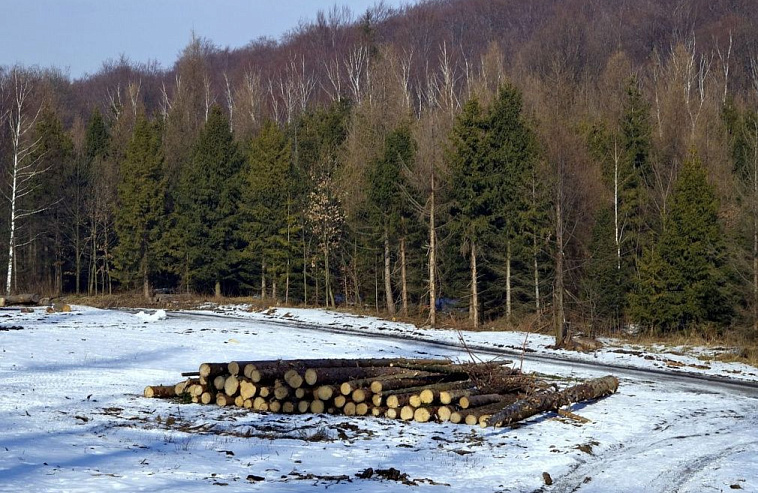 Бумага без леса. Светогорский ЦБК отказался от аренды делянок