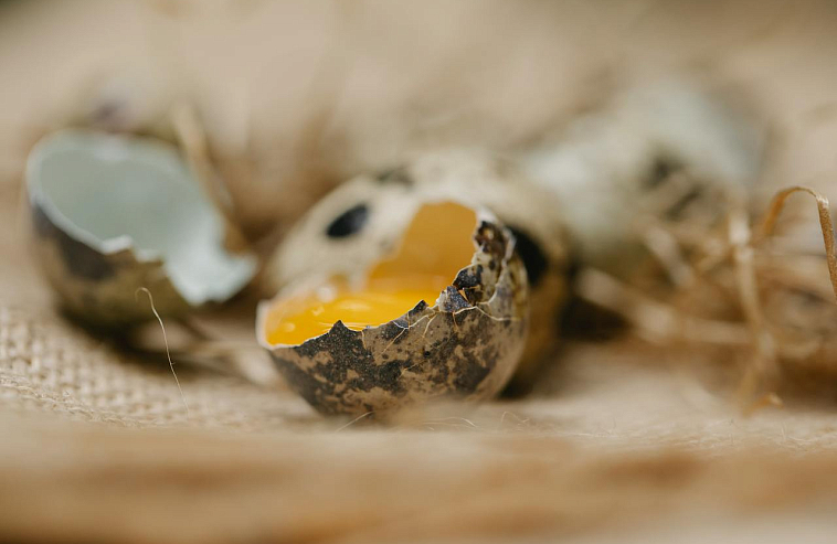 Разбитое яйцо. В Ленобласти обанкротилась птицефабрика «Перепёлочка»