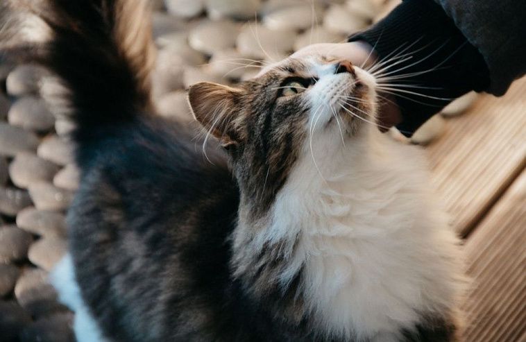 Кот и чип. Зачем в России вводят обязательную маркировку домашних животных