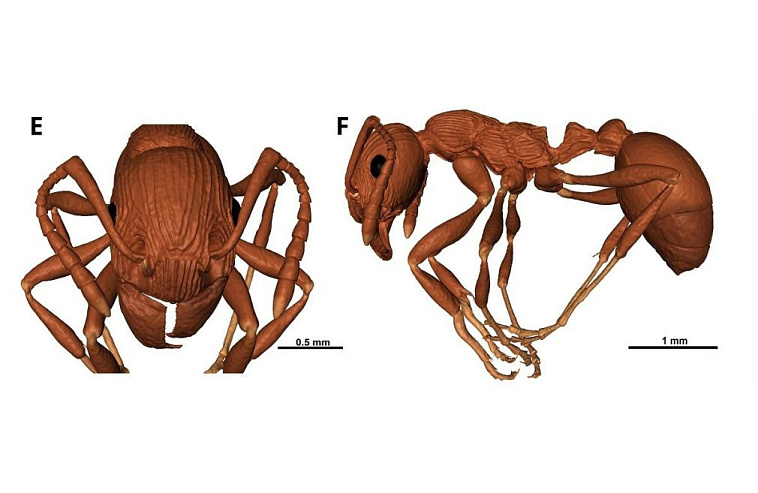 Биологи Петербурга обнаружили в балтийском янтаре ископаемый вид предка муравьев 