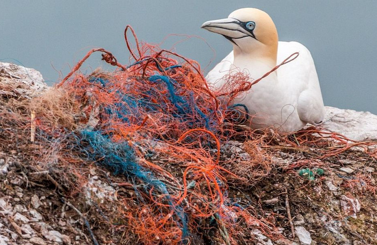 Юлия Бубличенко: "Балтийские птицы строят гнезда из пластика"