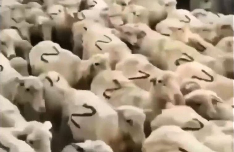 Дагестанские чиновники опубликовали видео с перегоном сотен овец, у которых на боку "Z". Патриотичные овцы бегут под Газманова
